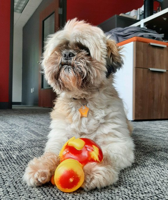 Chico Gutierrez Chico